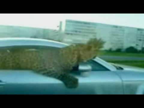 Leopard Hangs Out Car Window