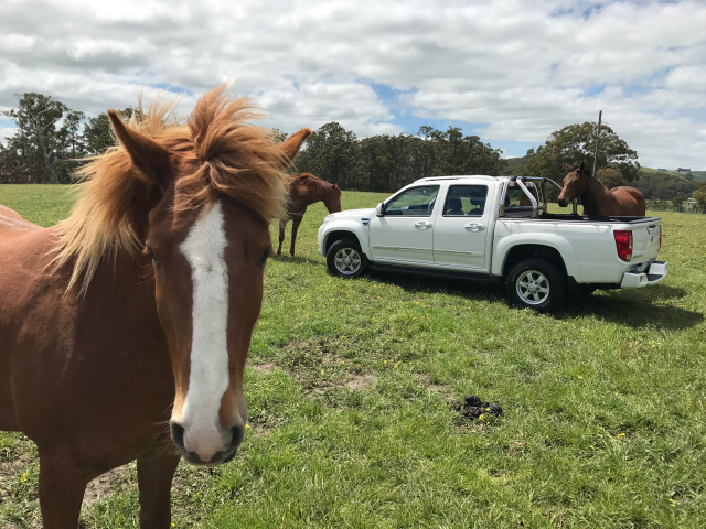 Great Wall Steed фото